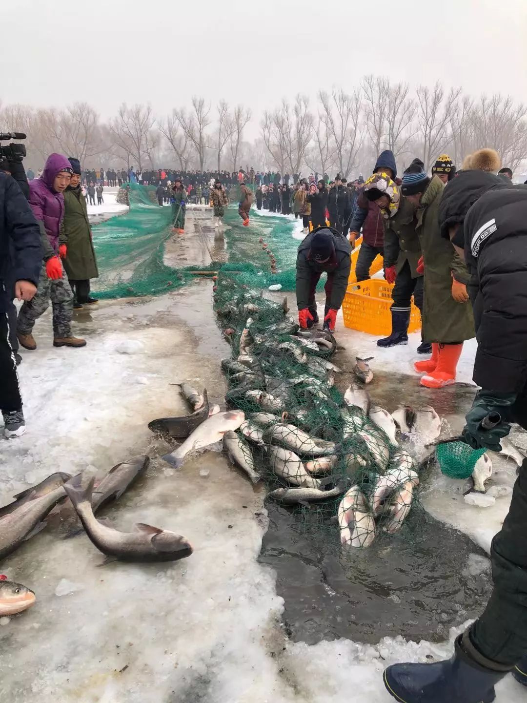 已售16万斤首届沈阳法库冬捕节震撼登场见证今冬第一网