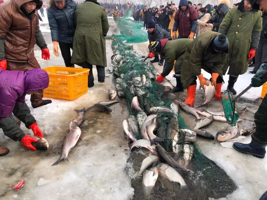 已售16万斤首届沈阳法库冬捕节震撼登场见证今冬第一网