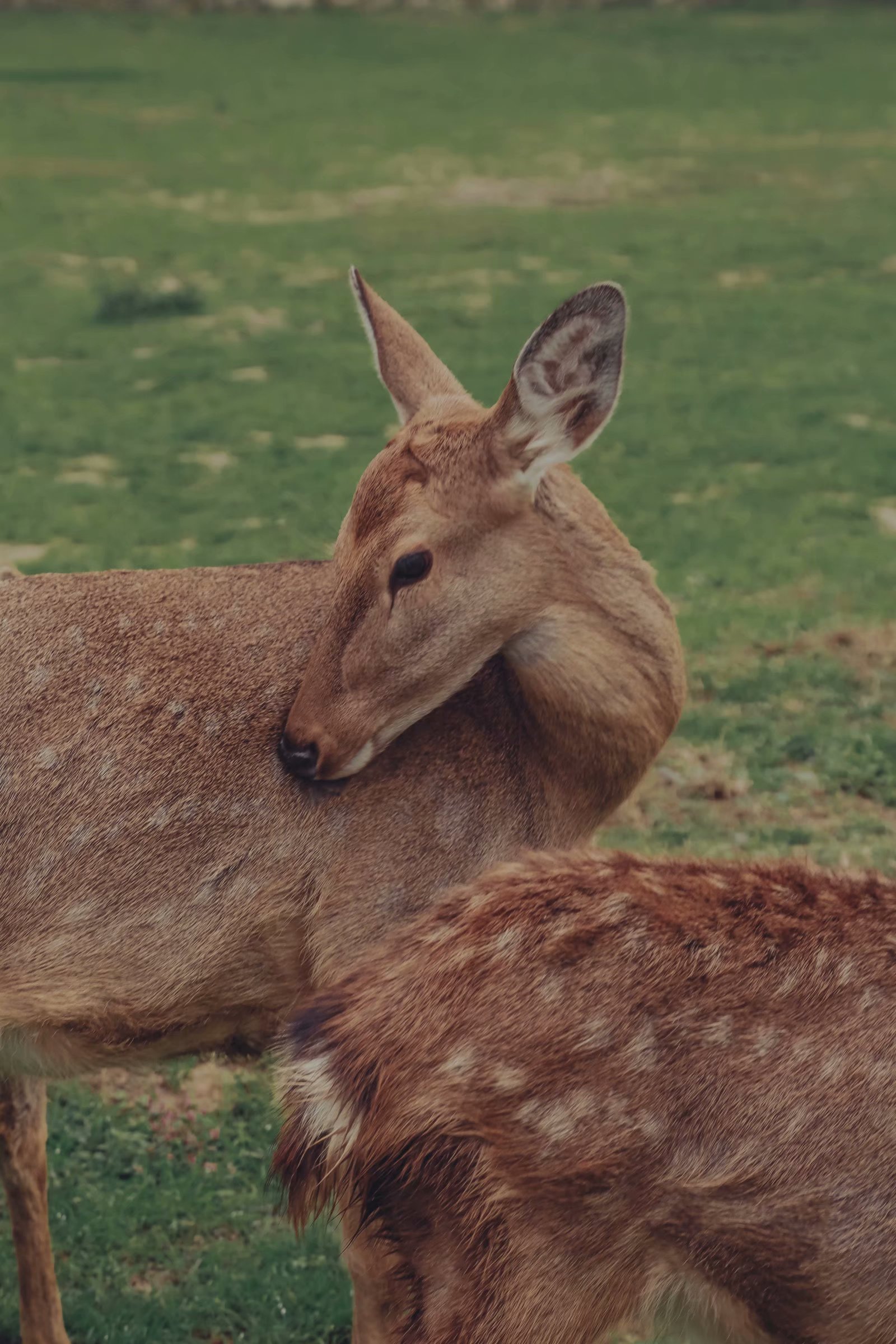 重庆日系梅花鹿苑满屏都是奈良风