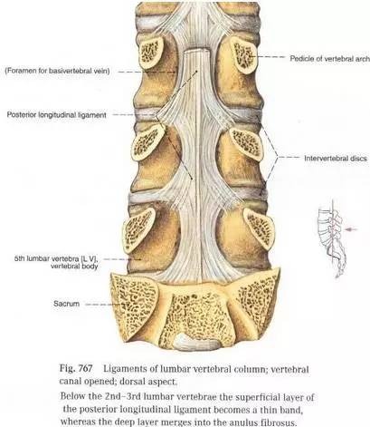 腰椎解剖圖基礎