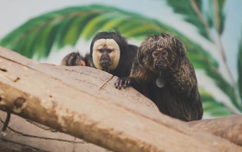 河南鄭州市動物園引進兩種稀罕猴紅吼猴和白臉僧面猴