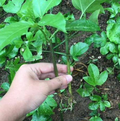 今天推荐大家种植的一款水果就是百香果,因为它的生根发芽率非常的快