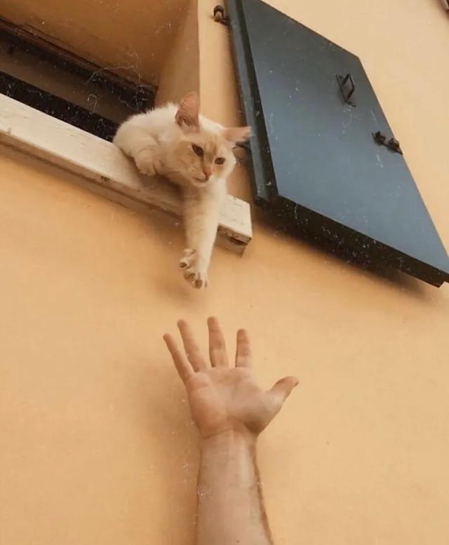 你什么意思? 故意让我够不着? 别逼逼赖赖的,手伸长点!