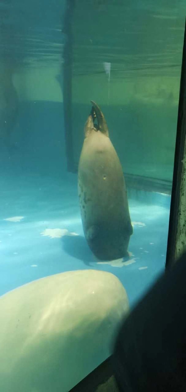 海洋馆回应“斑海豹被水池出水口吸住后死亡”：正核实