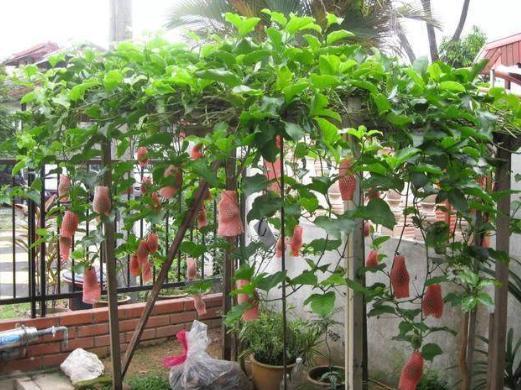 这时利用辅助工具给百香果搭一个架子,一般用百香果枝条爬阳台架子