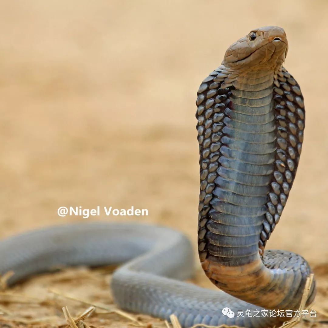 屋蛇 boaedon capensis13,彼得细盲蛇 leptotyphlops scutifrons14