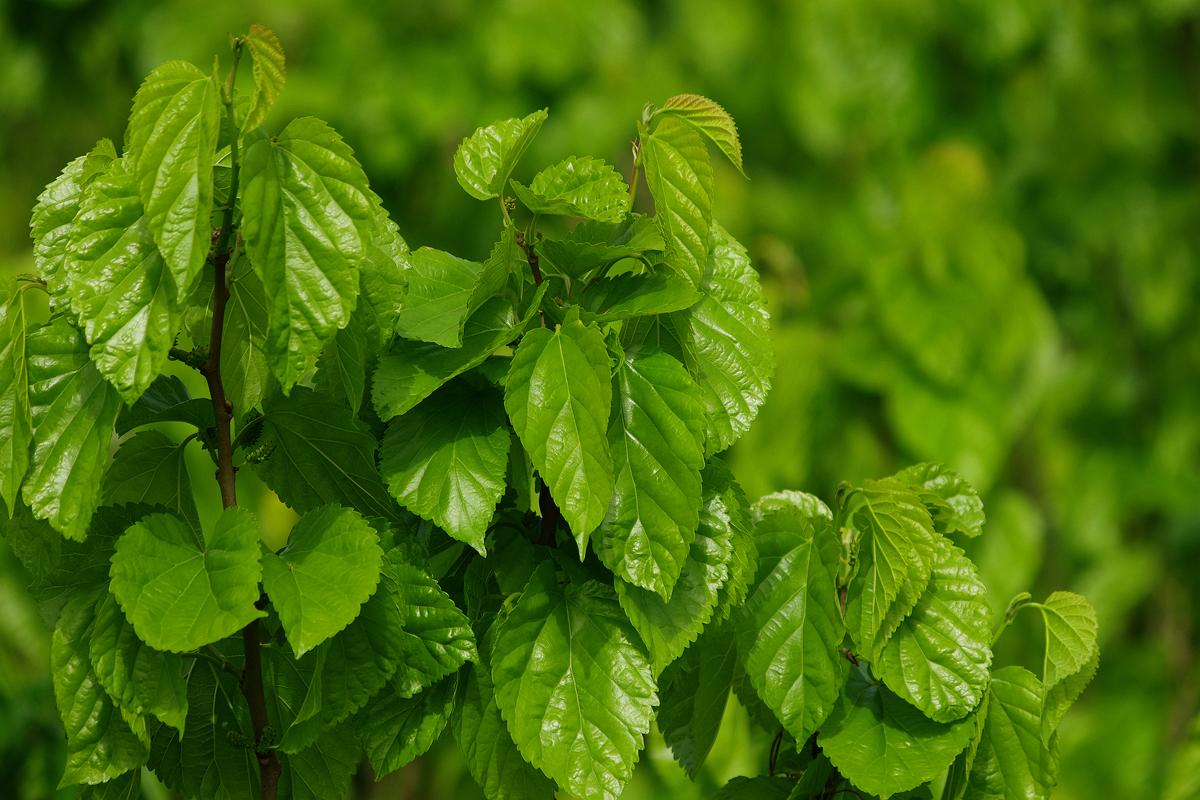 高嘌呤食物进入人体后会转化为尿酸,从而升高人体尿酸水平升,扰乱人体