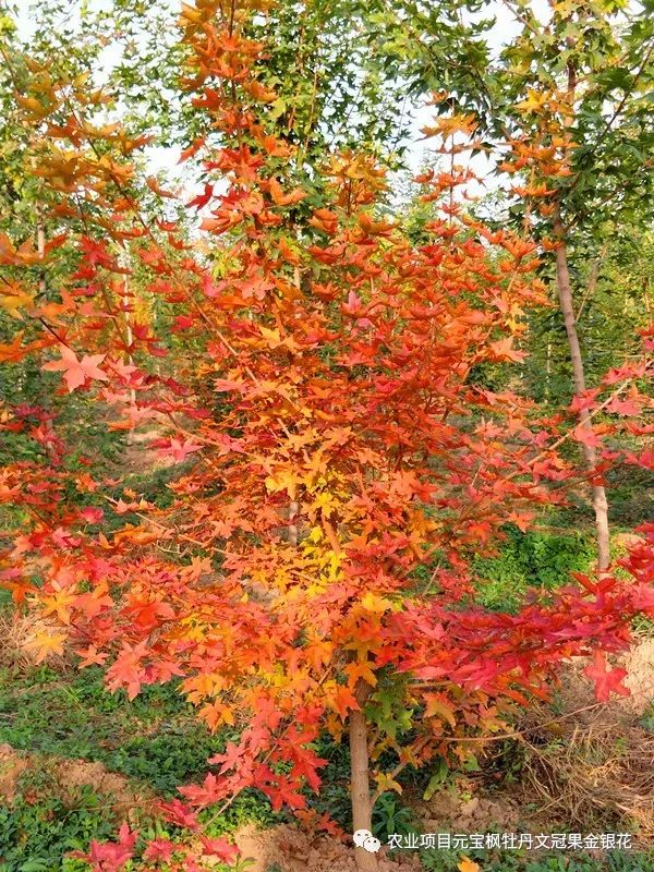 元宝枫果实的采收与脱粒_翅果