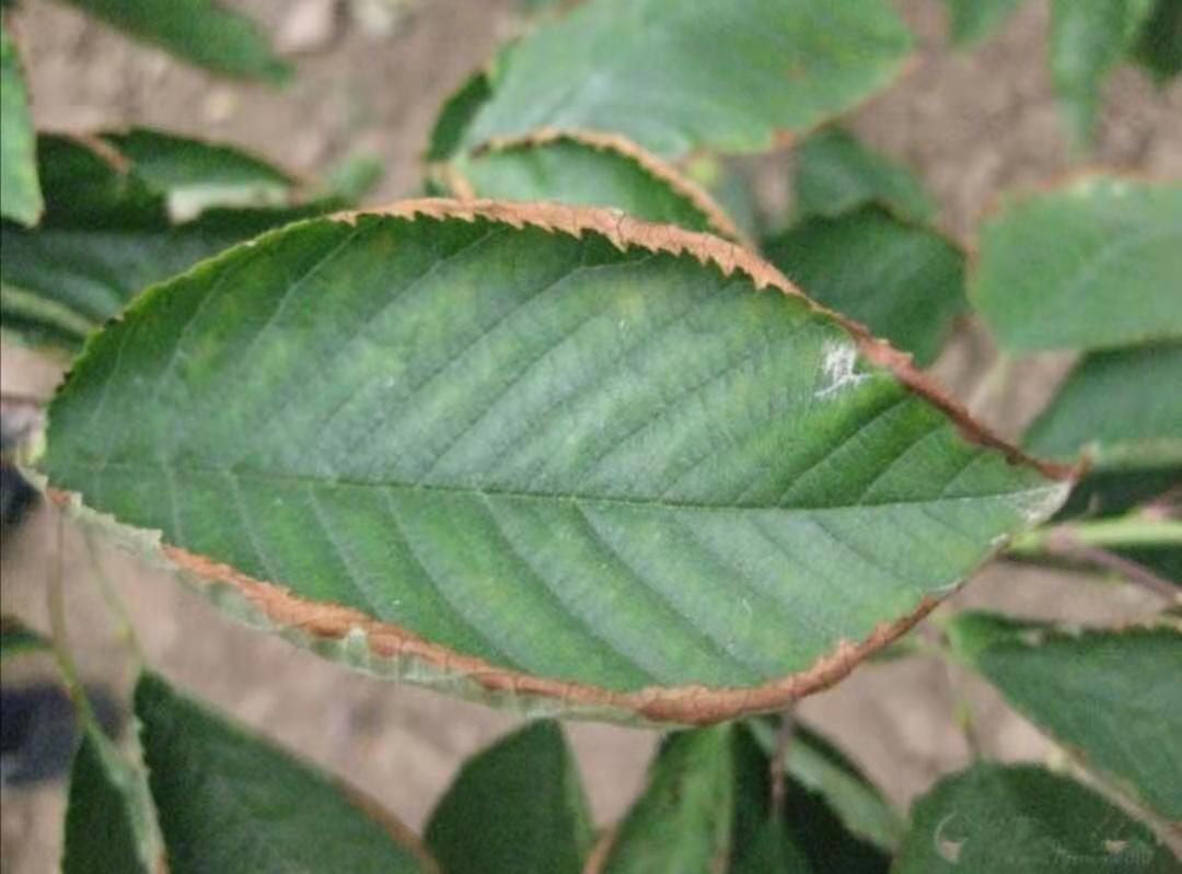 樱桃叶片皱缩,颜色不均匀,叶片薄不是病毒病