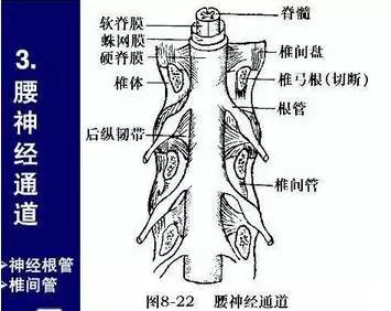 腰椎解剖圖基礎_韌帶