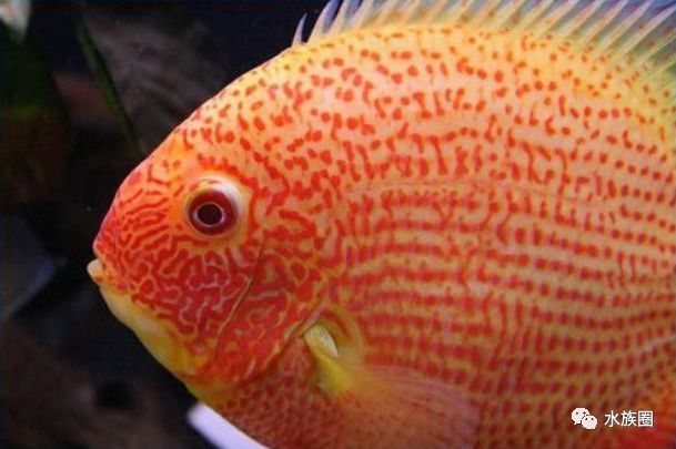 美洲慈鲷水族箱造景_中南美洲慈鲷饲养环境_珊瑚慈鲷与