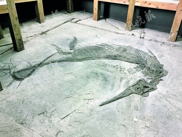 喜马拉雅山鱼龙化石图片