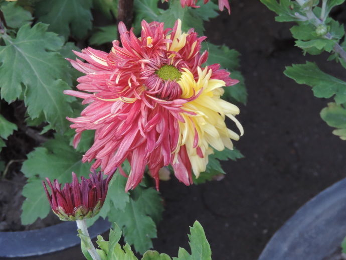 菊花二乔,是文人笔下三国时期东吴的二个姐妹美女.