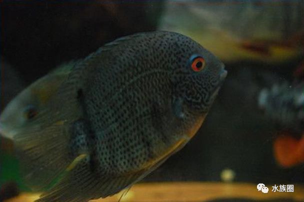 中南美洲慈鲷饲养环境_美洲慈鲷水族箱造景_珊瑚慈鲷与