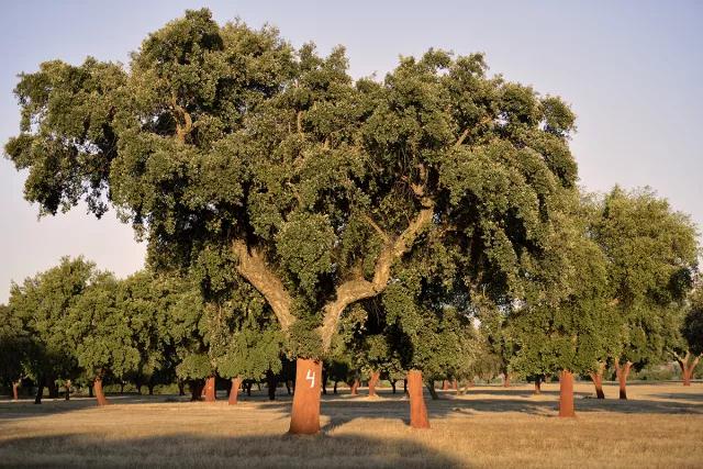 栓皮栎林的守护者