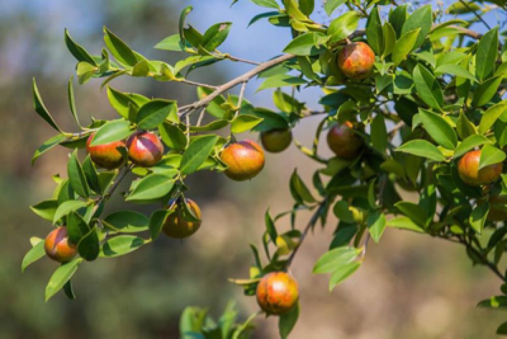 【奋进新时代 出彩河南人】熊维政:从医药到油茶 振兴革命老区初心不