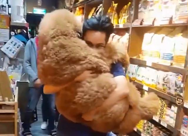 巨型贵宾犬阿嫲轻松抱起果然养大狗的主人力气都不一般