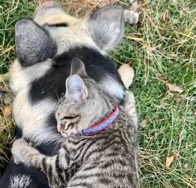 原创猫喜欢拥抱猪,主人以为它坠入爱河,细心观察才发现猫的目的