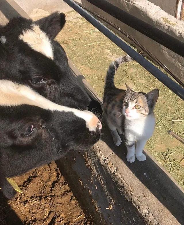 原创网友在牛棚里捡了一只小猫,猫却以为牛是妈妈,喜欢和它们玩