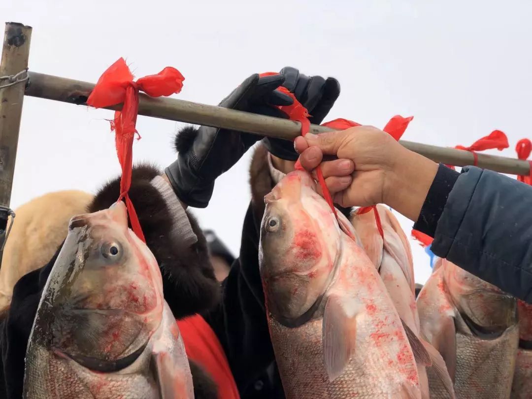 已售16万斤首届沈阳法库冬捕节震撼登场见证今冬第一网