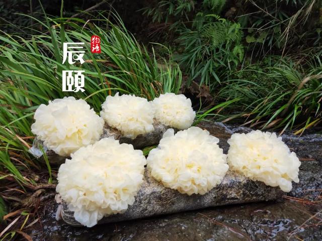 67辰颐物语平民燕窝古田活银耳