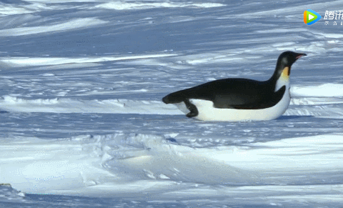海狮拍肚皮gif动态图图片