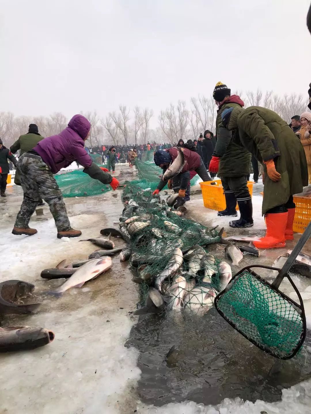 已售16万斤首届沈阳法库冬捕节震撼登场见证今冬第一网