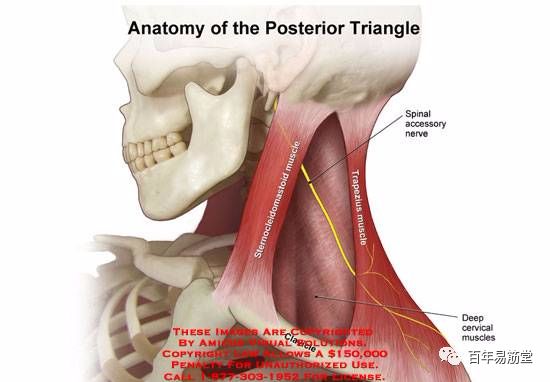 隆凸,项韧带,第七颈椎棘突,全部胸椎棘突及其棘上韧带斜方肌神经支配