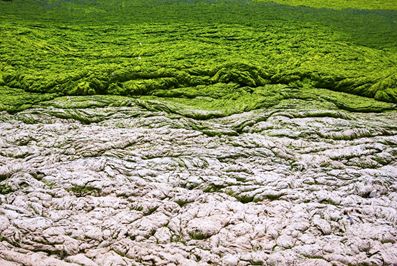 中国绿潮丨黄海浒苔绿潮连续13年爆发究竟为何?_海洋