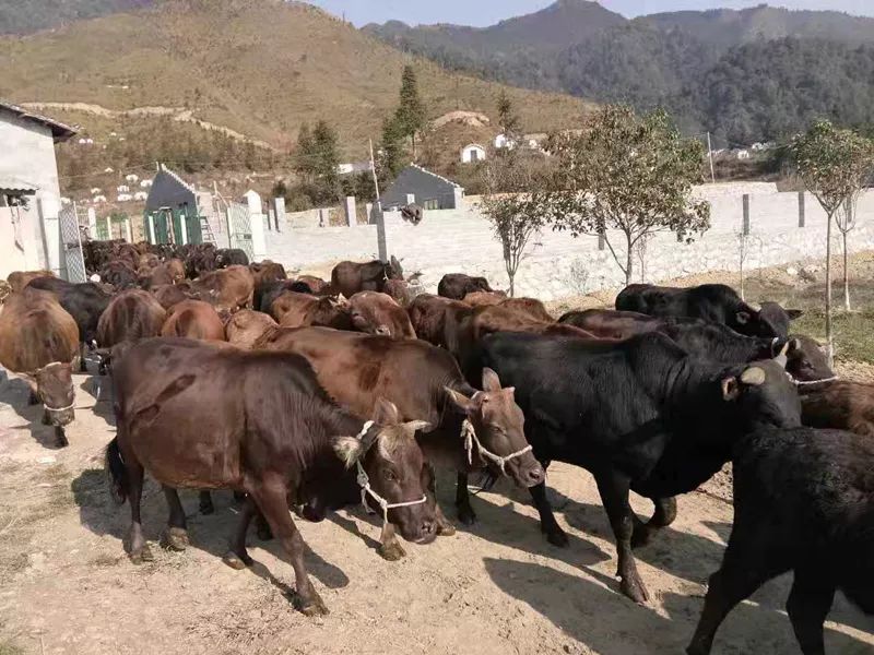 養殖示範基地進一步提質改造,建設