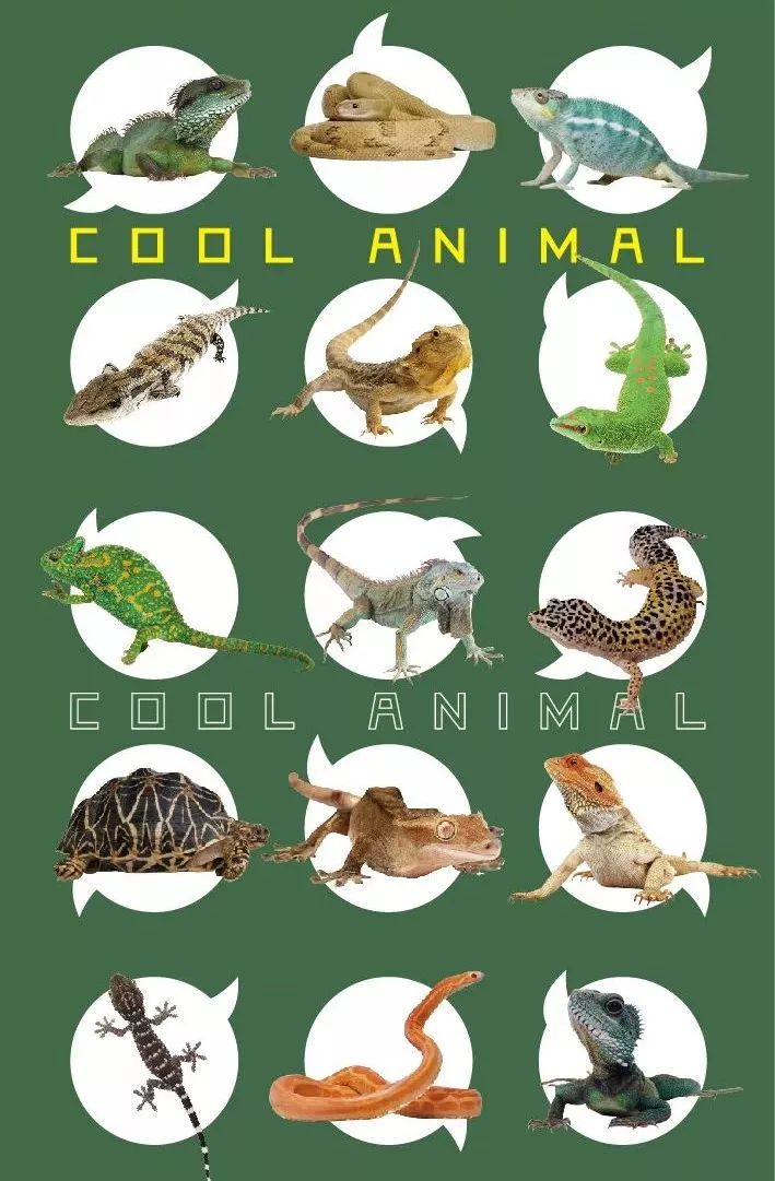 元旦活动招募守护自然资源之可爱的动物