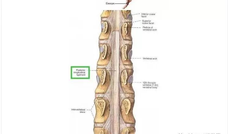 腰椎解剖圖基礎