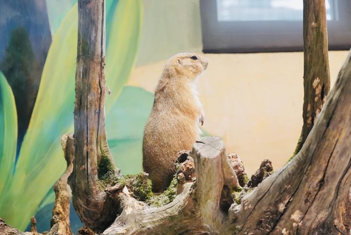 省內目前規模最大的室內動物園——