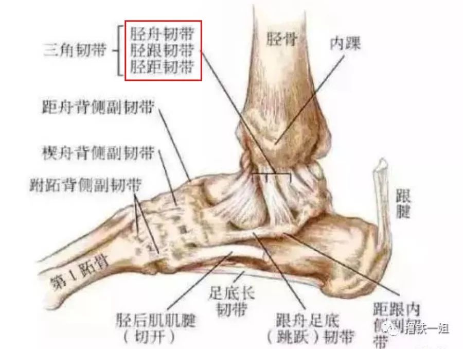 脚关节部位的名称图解图片