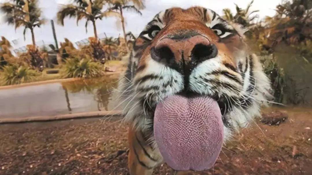 老虎的丁丁为何长满倒刺