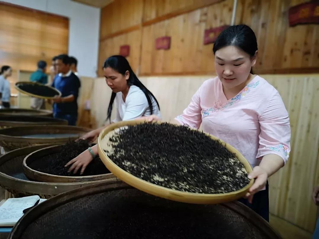 茶叶香气的秘密藏在乌龙茶制作的独特技艺里草木行制茶班广东实训基地