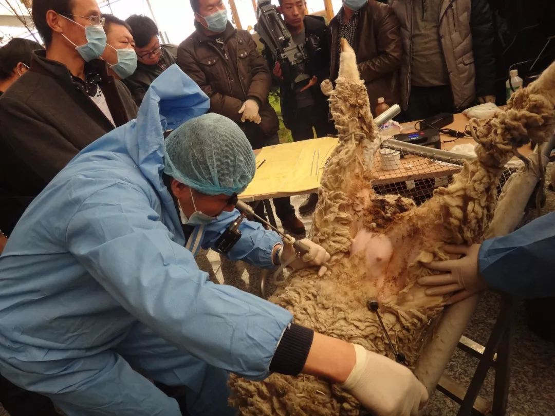 立足产业谋发展做大做强羊文章