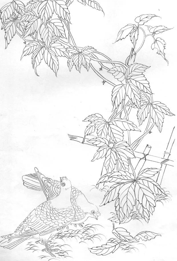 花卉珍禽白描画稿收藏