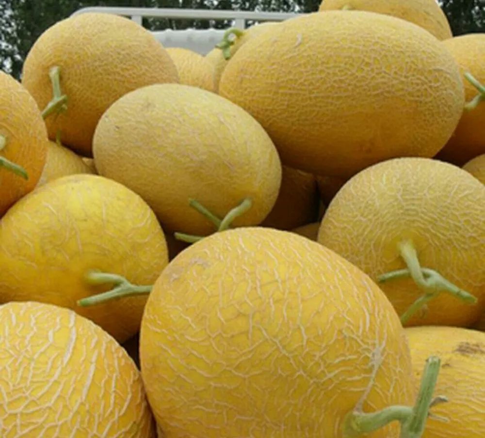 甘肃省玉门市花海甜瓜通过国家农产品地理标志登记保护专家评审