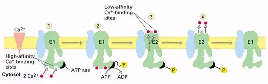 表皮钙离子对皮肤屏障修复的作用_浓度