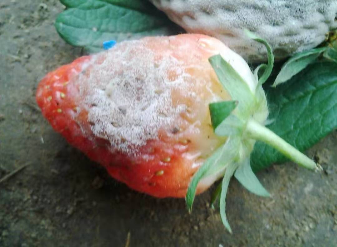 草莓变质图片