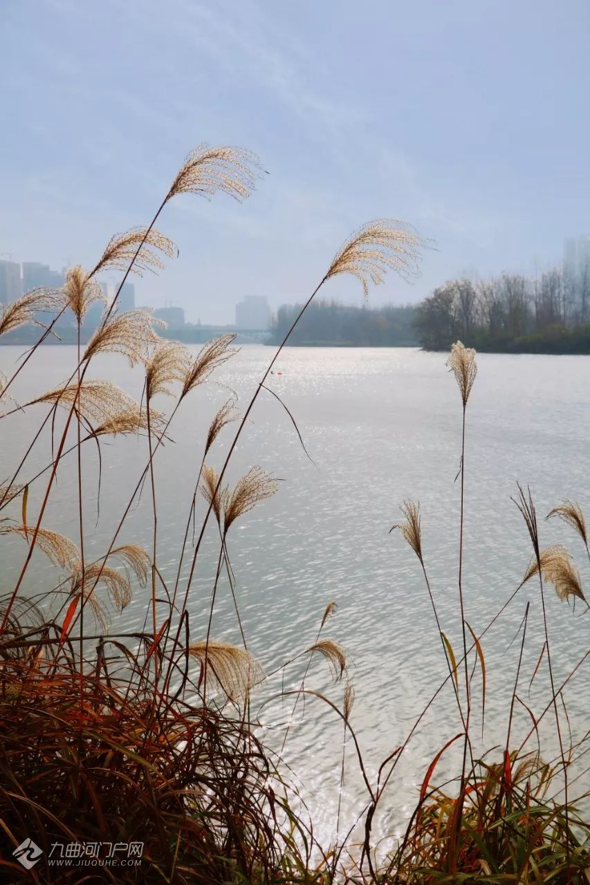 资阳沱江河边竟私藏了一片美丽的芦苇荡一起去打卡