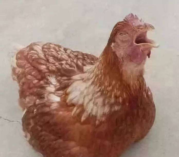 鸡群常见呼吸道的症状和区别