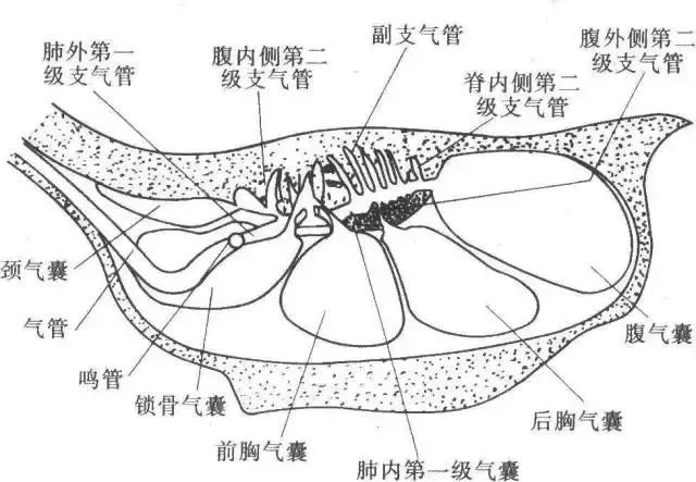 我们先认识一下鸡体呼吸系统的构造!