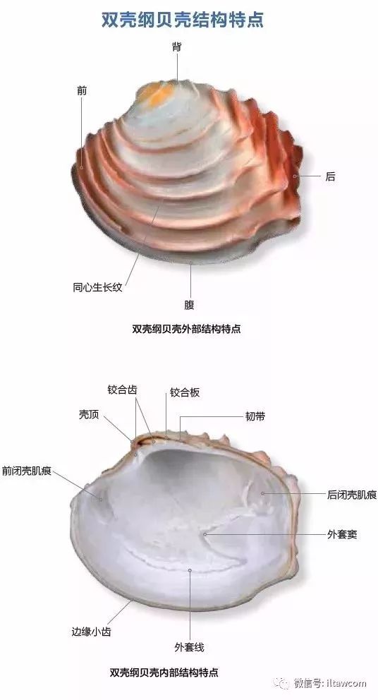 贝壳的结构示意图分析图片