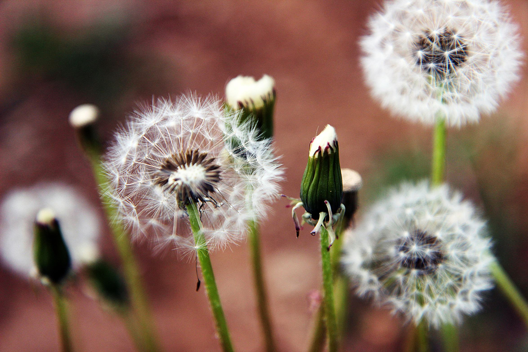 小时候玩过的蒲公英竟然是良药消炎解毒妇科疾病的克星