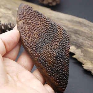 原创在南京遗址发现神秘的鼋甲,专家经研究,还破解六朝的饮食之谜