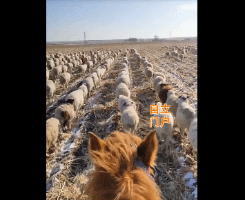 400隻羊走出閱兵步伐 網友的關註點亮了... 寵物 第3張