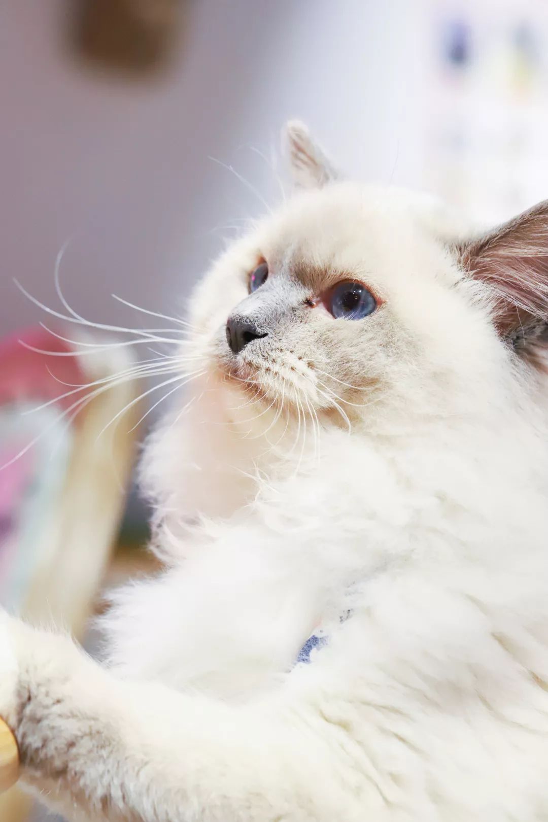 重度吸猫患者必打卡岛城首家高颜值日系猫咖超治愈299不限时撸猫饮品