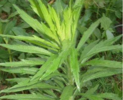 出了更加好的一种驱虫药,宝塔糖开始逐步淘汰,1985年,蛔蒿从全国绝种